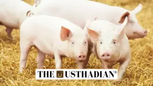 African Swine Fever Outbreak Hits Mizoram Again in 2025