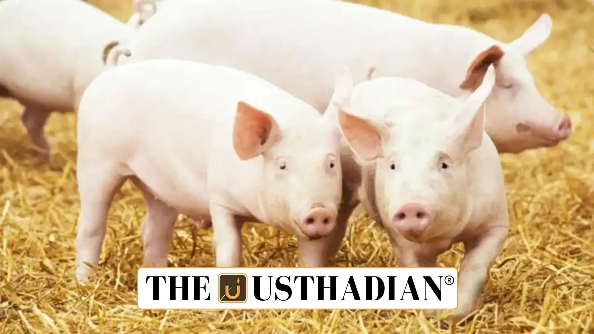 African Swine Fever Outbreak Hits Mizoram Again in 2025
