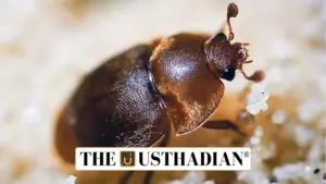 India Faces New Threat to Beekeeping: Small Hive Beetle Discovered in West Bengal