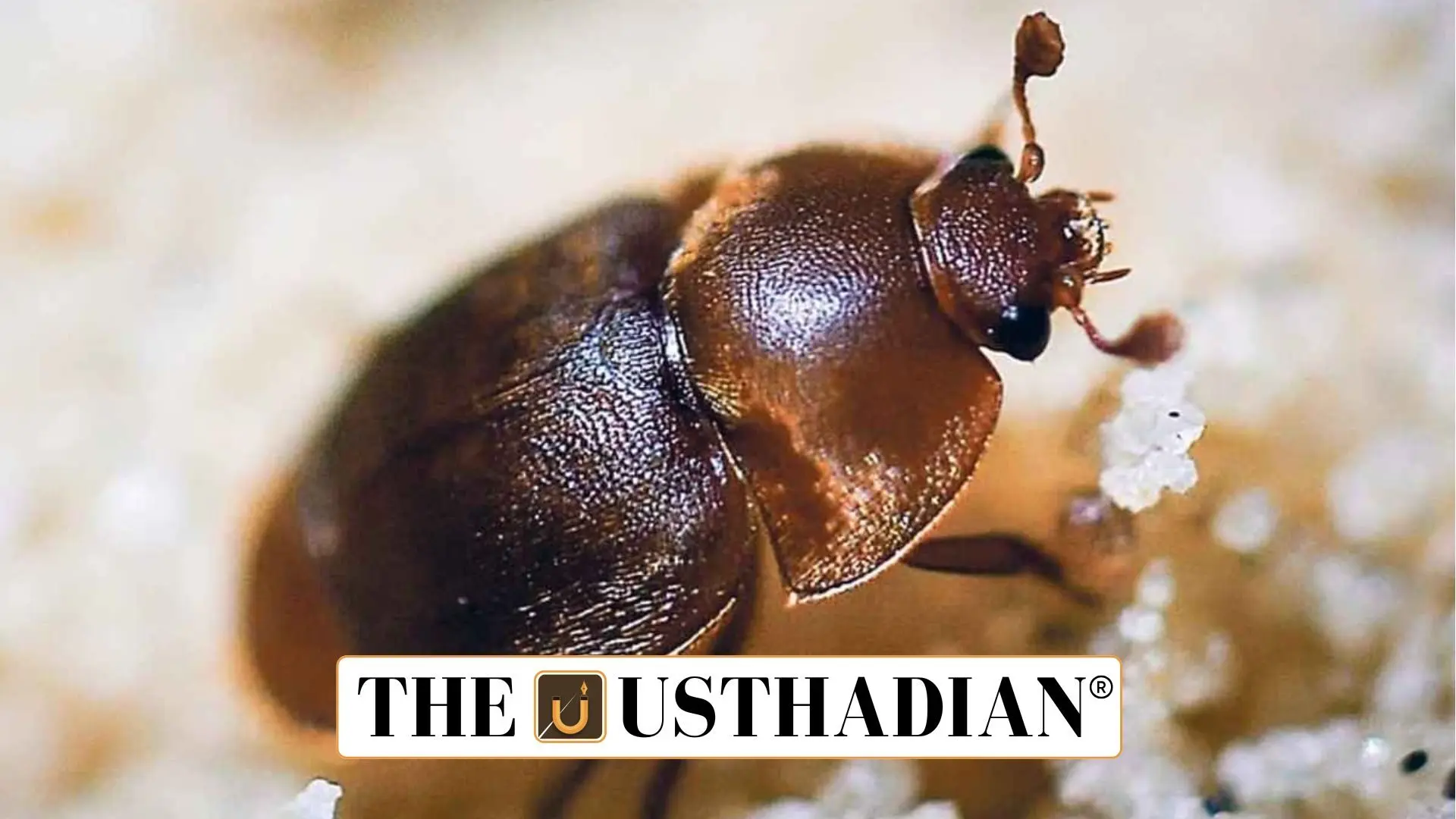 India Faces New Threat to Beekeeping: Small Hive Beetle Discovered in West Bengal