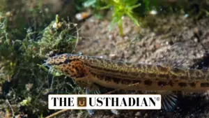 New Loach Species Cobitis beijingensis Discovered in Beijing