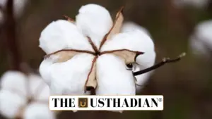 North India’s Cotton Crisis and the Bollgard-3 Debate