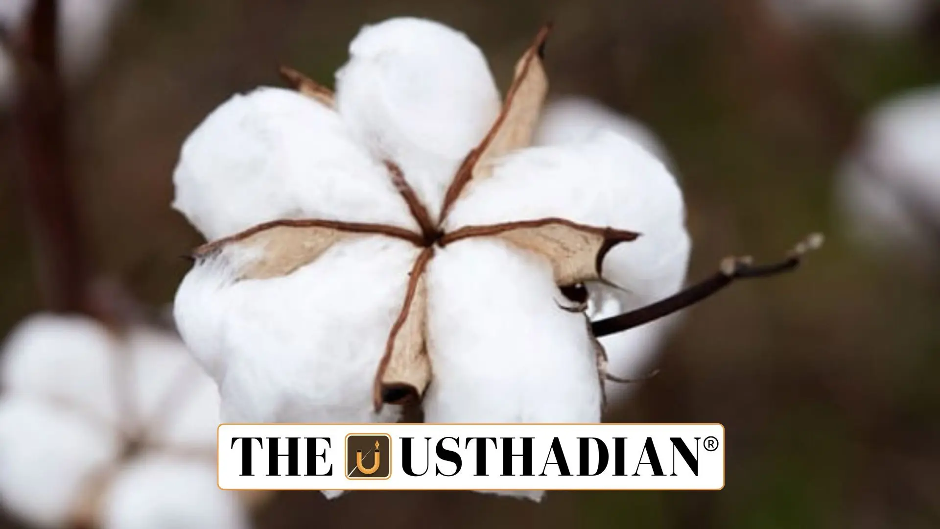 North India’s Cotton Crisis and the Bollgard-3 Debate