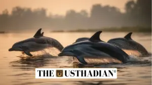 India Confirms 6,327 Ganges River Dolphins in Groundbreaking Nationwide Survey