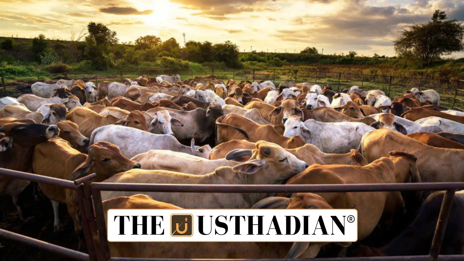 Pashu Aushadhi Initiative: Affordable Veterinary Medicines for India’s Farmers
