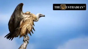 Cape Vultures Make a Triumphant Return to Eastern Cape After 30-Year Absence