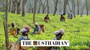 India Climbs to Second Spot in Global Tea Export Rankings in 2024