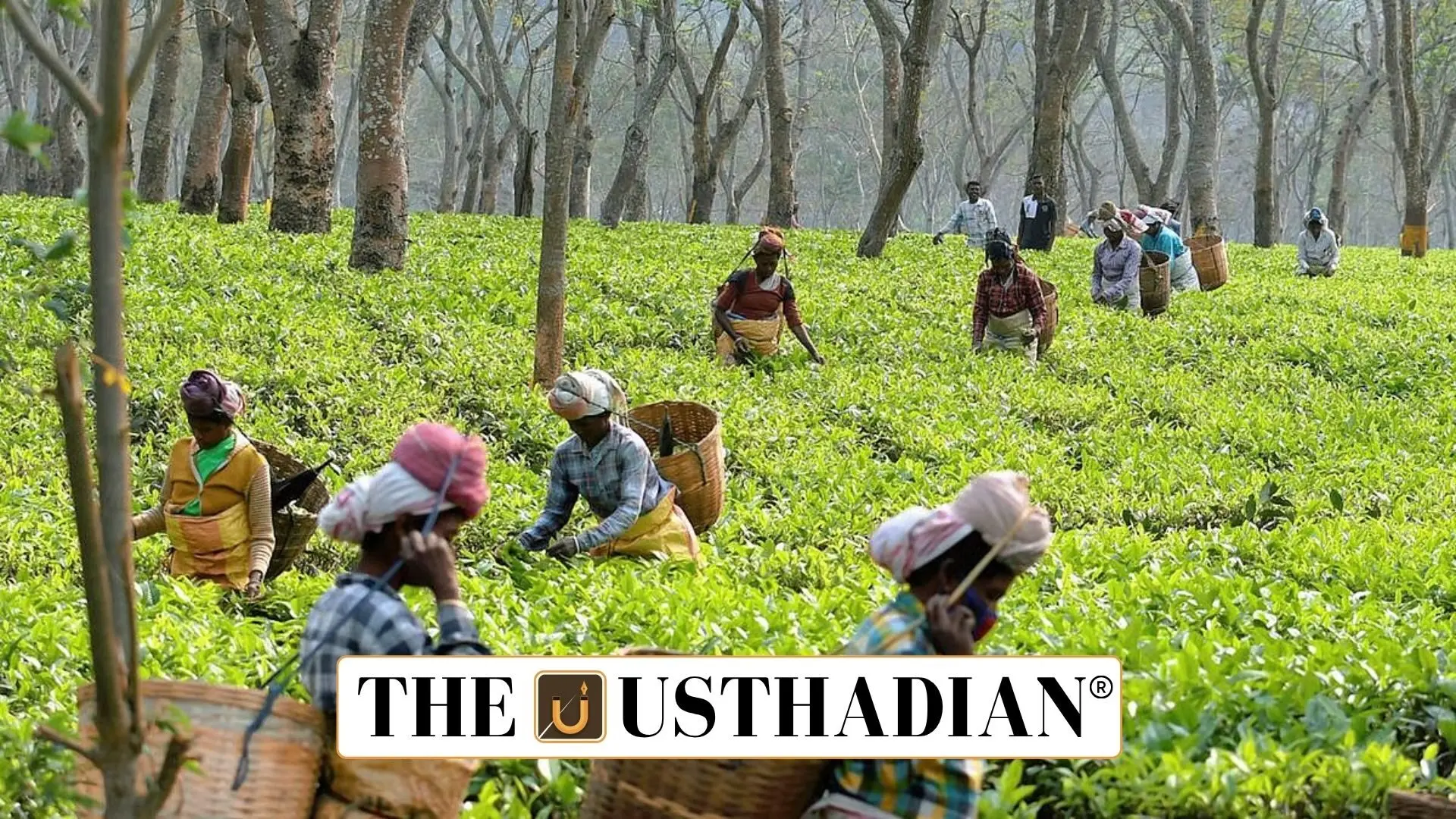 India Climbs to Second Spot in Global Tea Export Rankings in 2024