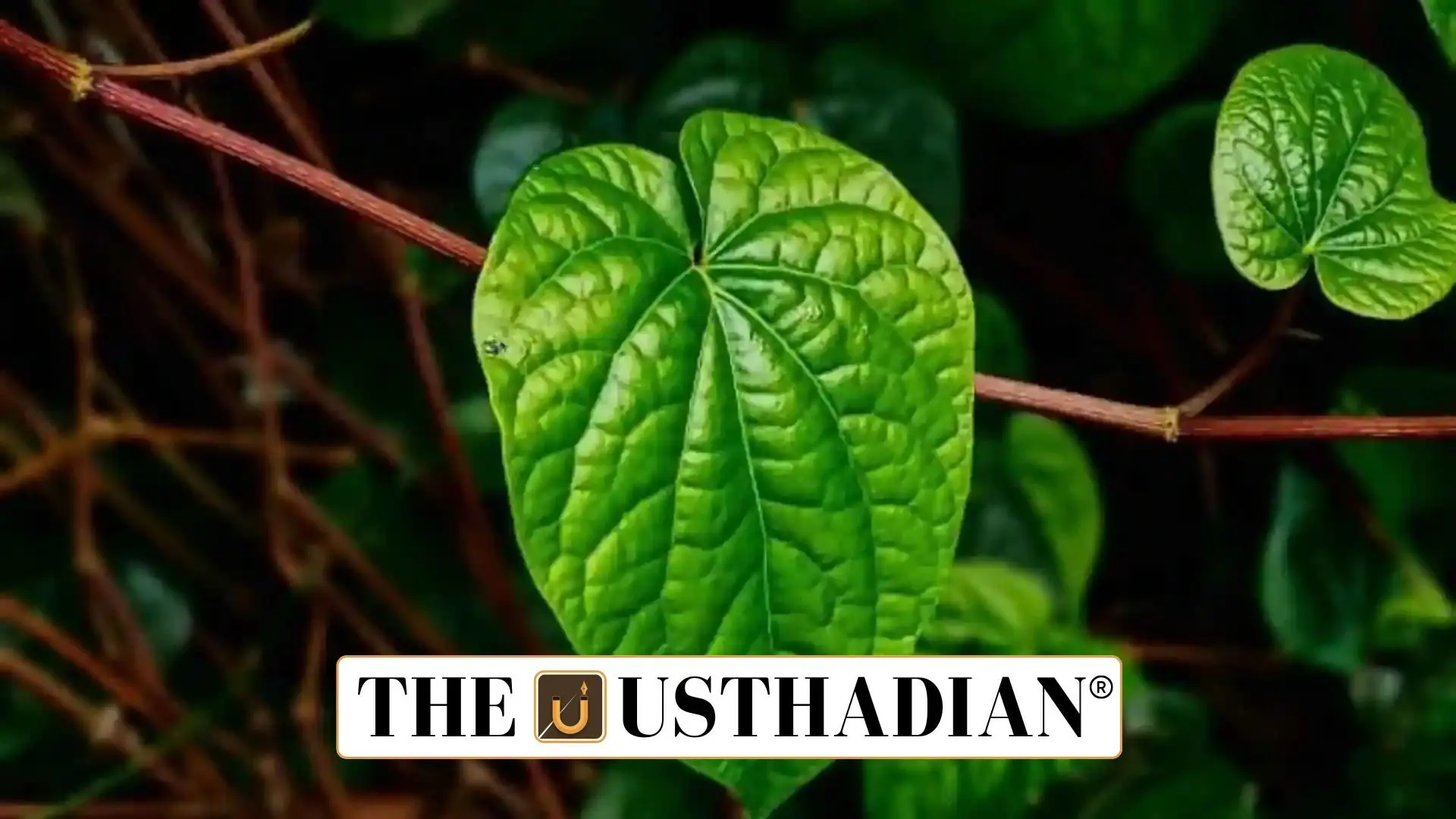 GI-Tagged Authoor Betel Leaf Battles Climate Change and Pest Outbreaks