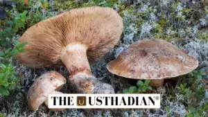IUCN Flags Critical Threats to Fungi, Lions, and Frankincense Trees