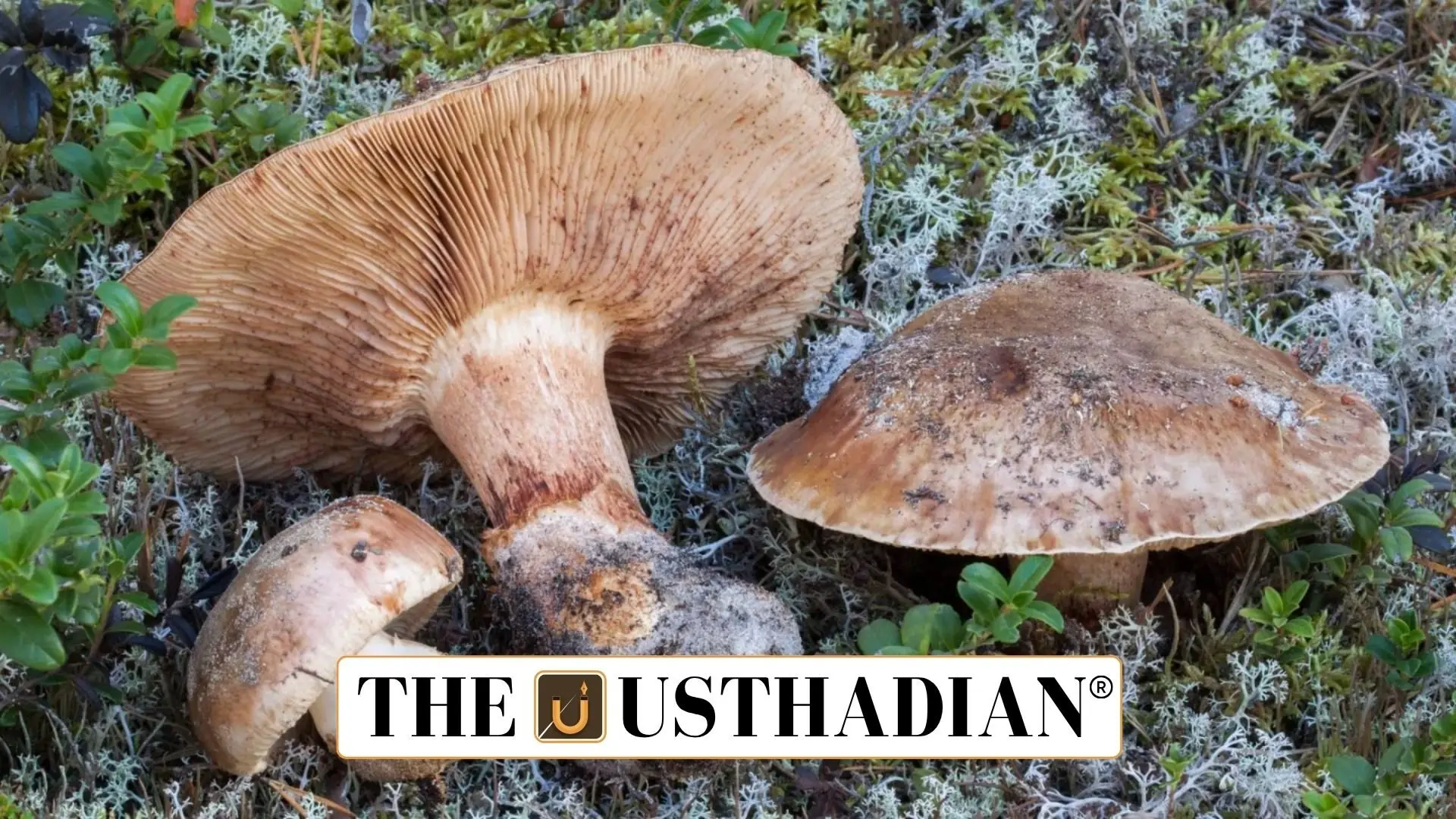 IUCN Flags Critical Threats to Fungi, Lions, and Frankincense Trees