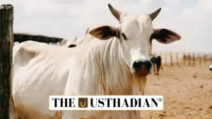 Viatina-19: Indian-Origin Cow Becomes World’s Most Expensive Cattle