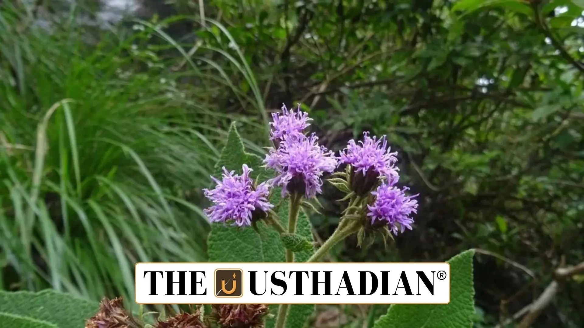 Uniyala keralensis: Kerala’s Western Ghats Yields a New Botanical Gem