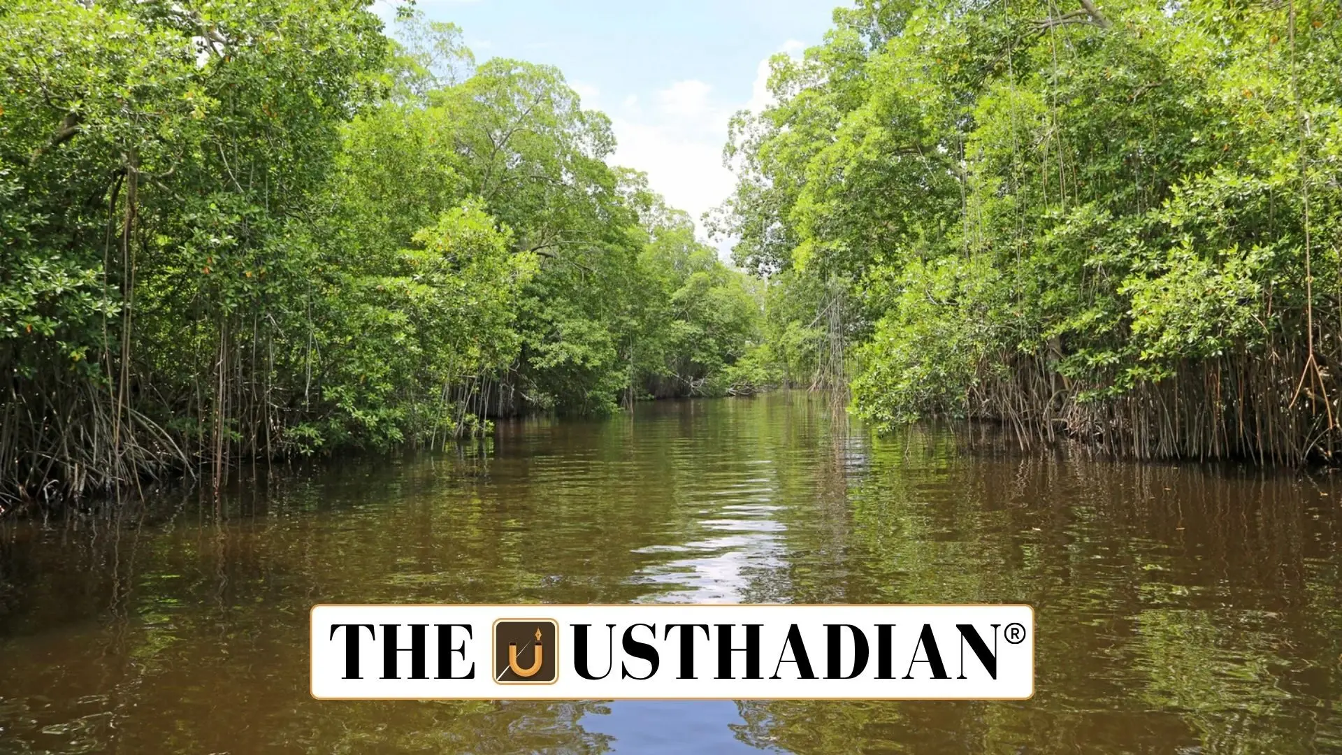 Tamil Nadu’s Mangrove Cover Sees Twofold Increase by 2024: A Landmark Achievement for Coastal Climate Resilience