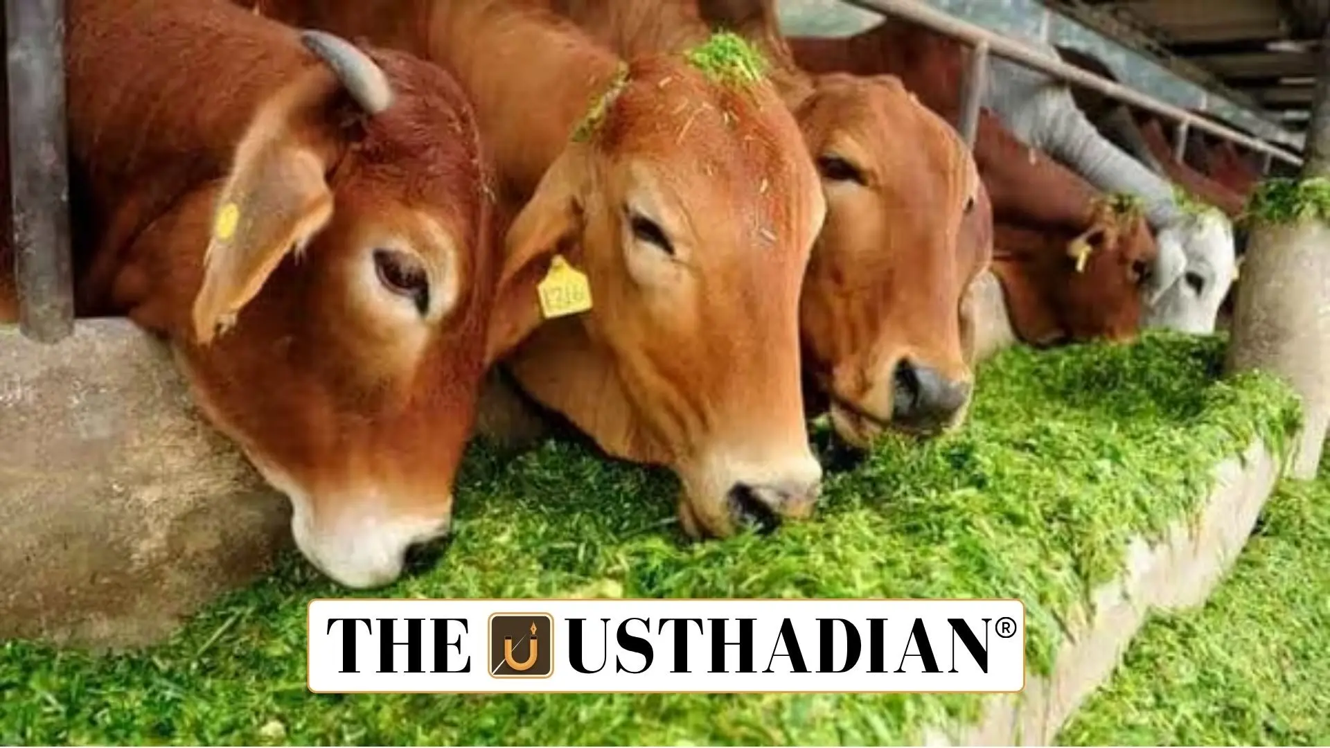 Revised Rashtriya Gokul Mission 2025: Boosting Dairy Sector & Indigenous Breeds
