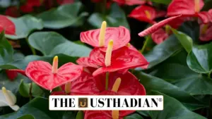 Mizoram Sends First Anthurium Flower Shipment to Singapore, Uplifting Northeast Floriculture