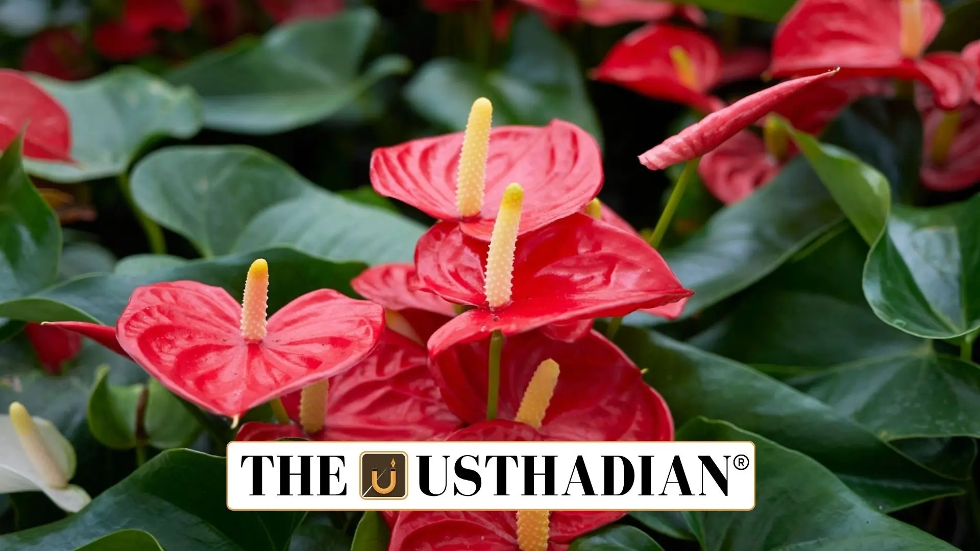Mizoram Sends First Anthurium Flower Shipment to Singapore, Uplifting Northeast Floriculture