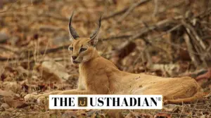Rare Caracal Spotted in Rajasthan’s Mukundra Hills Tiger Reserve