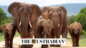 Tamil Nadu’s AI Surveillance System Saves Elephants from Train Collisions