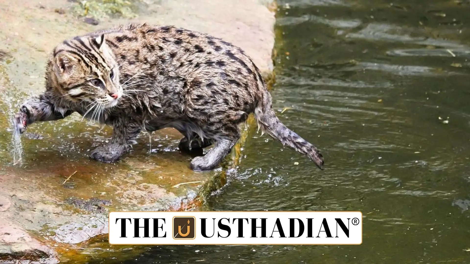 India’s First Fishing Cat Collaring Project at Coringa Sanctuary