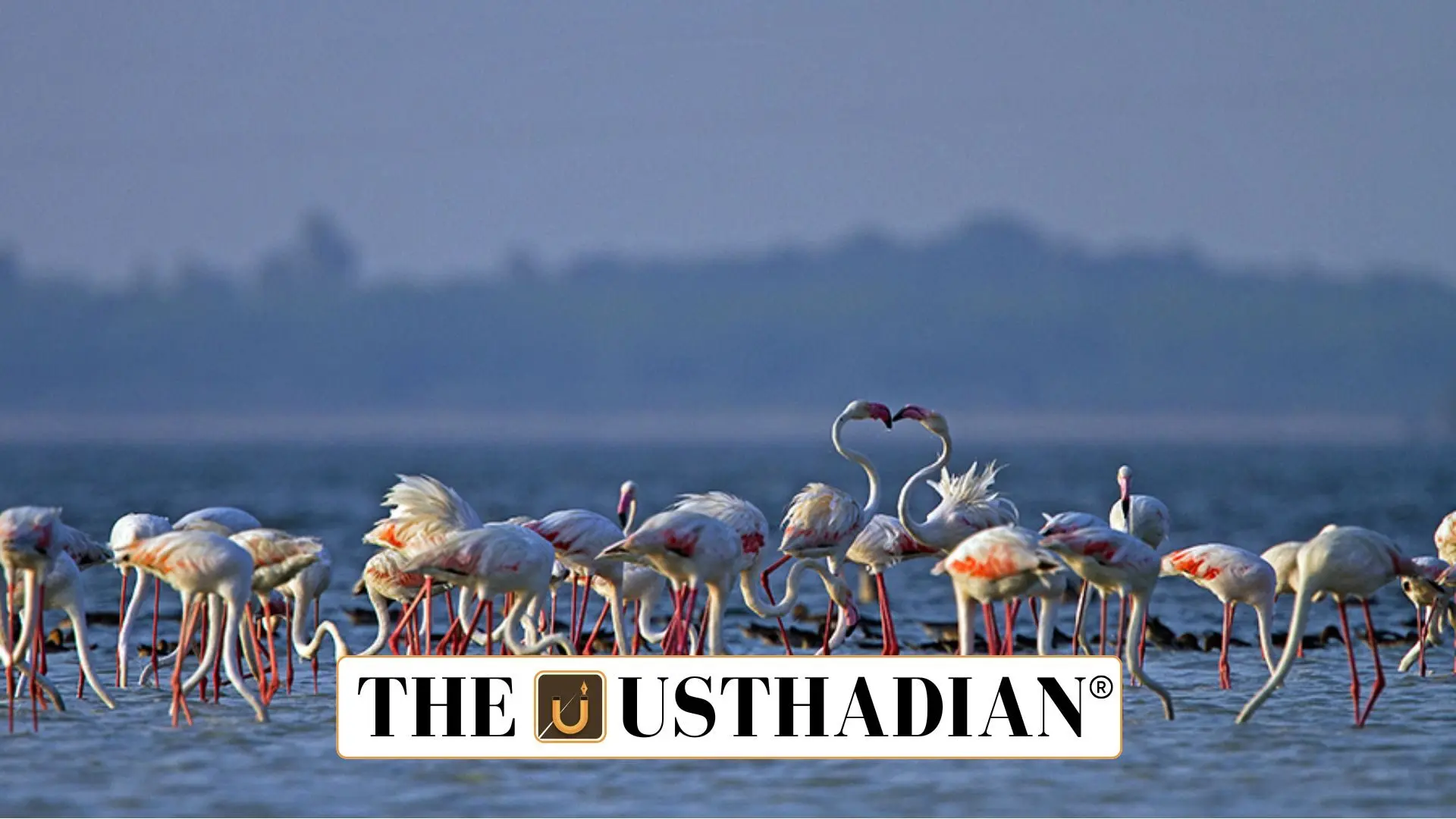 Lake Areas Outside Pulicat Sanctuary May Get Added Protection