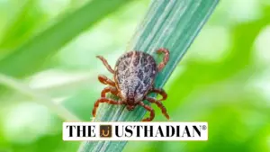 Scrub Typhus Outbreak in Tamil Nadu: A Growing Health Concern
