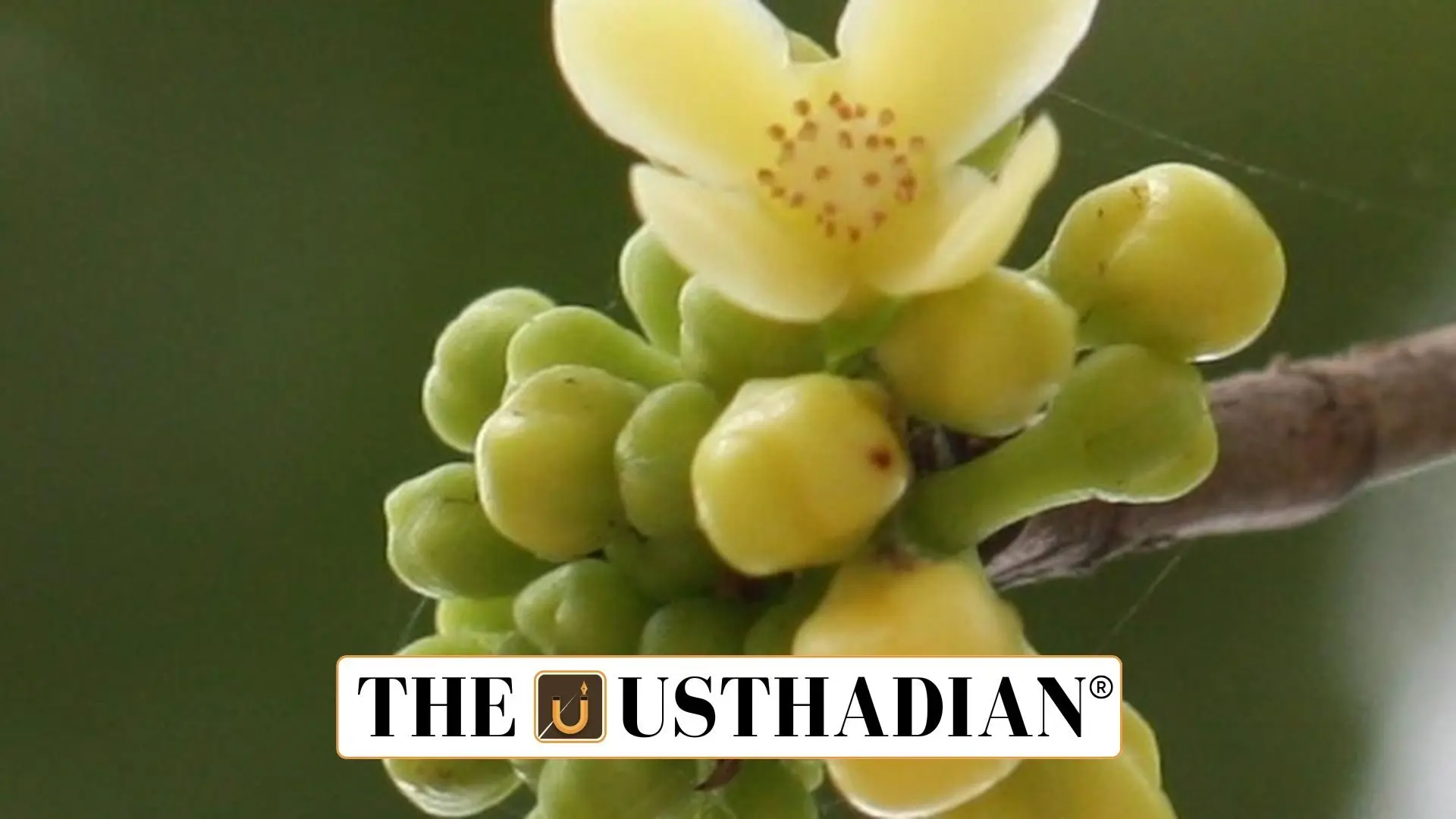 Garcinia Kusumae Discovered in Assam