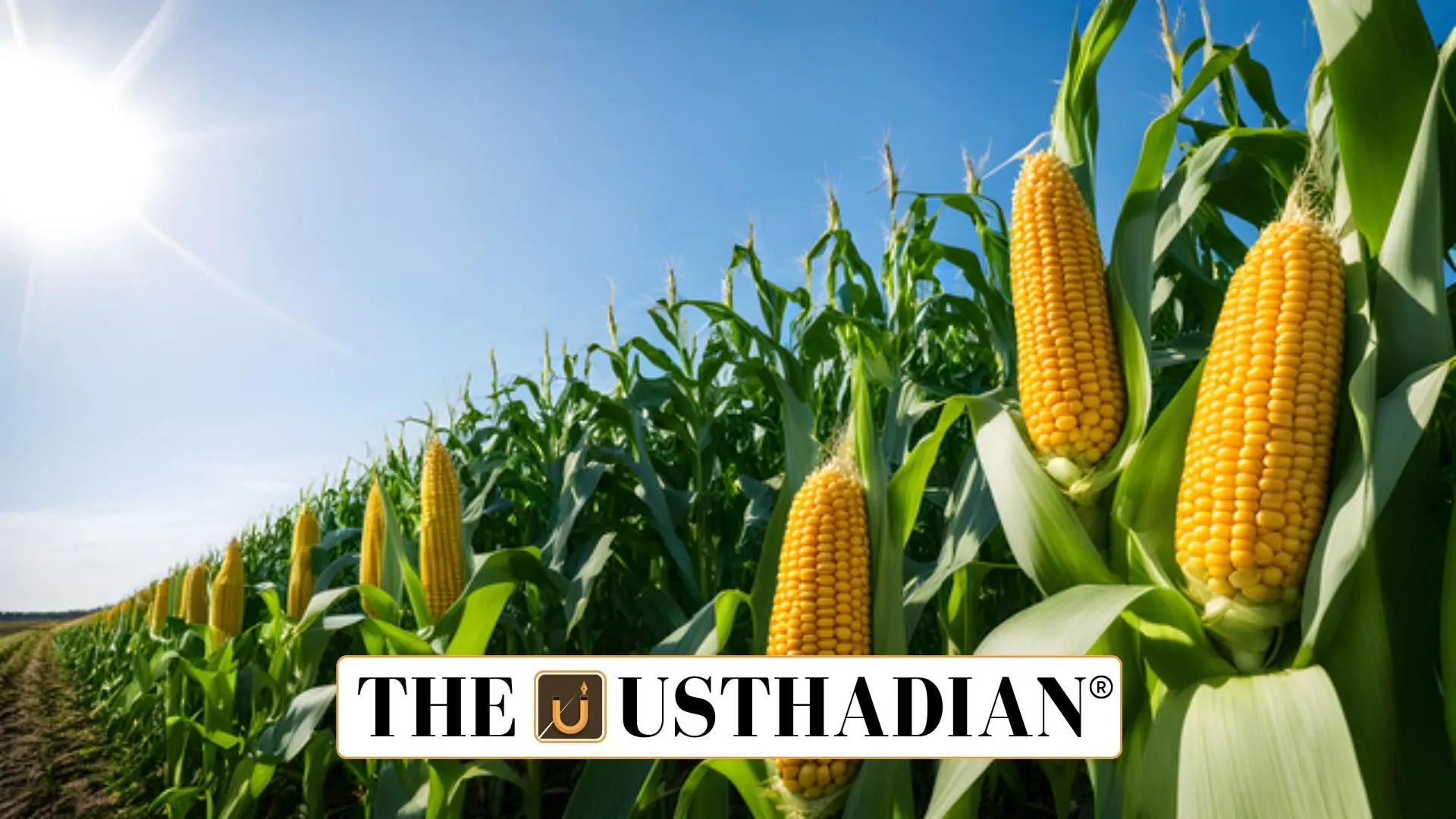 11th Maize Summit Unveils New Era for Maize Revolution