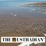 Ramsar COP15 Revives Global Action for Wetland Protection