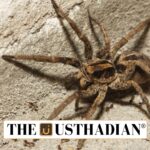 Rare Wolf Spider Species Spotted in Sundarbans
