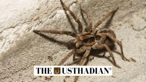 Rare Wolf Spider Species Spotted in Sundarbans