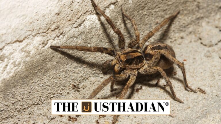 Rare Wolf Spider Species Spotted in Sundarbans