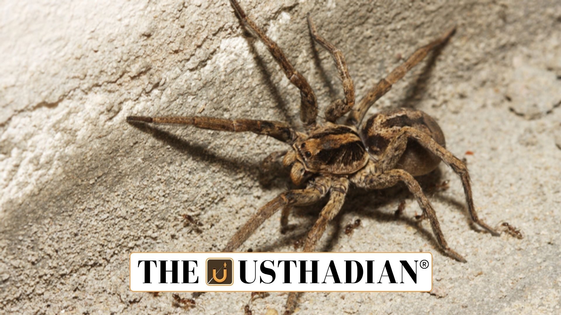 Rare Wolf Spider Species Spotted in Sundarbans