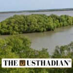 Muthupet Mangrove Forest Revival