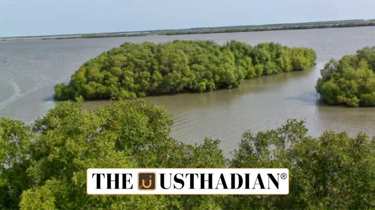 Muthupet Mangrove Forest Revival