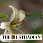 Reviving Endangered Plants in Uttarakhand