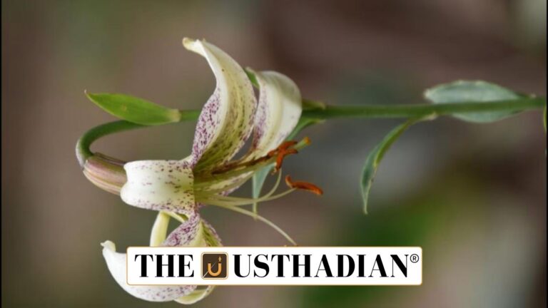 Reviving Endangered Plants in Uttarakhand