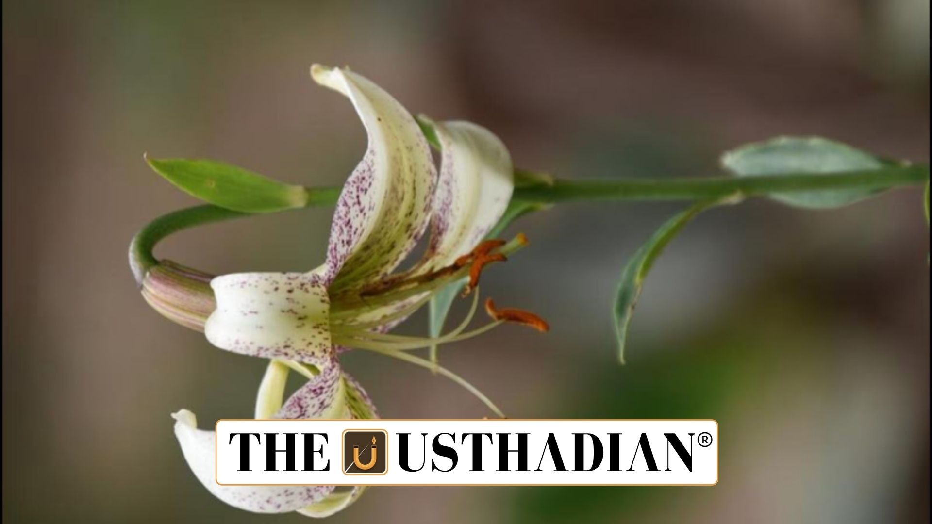 Reviving Endangered Plants in Uttarakhand