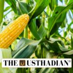 GM Maize Field Trials Begin in Punjab