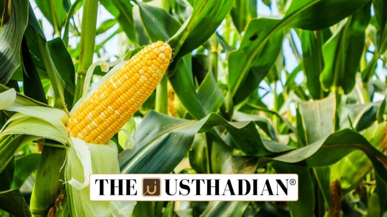 GM Maize Field Trials Begin in Punjab