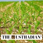 Inflation Drops in India as Monsoon Spurs Agricultural Surge