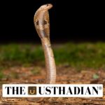 Naagam App for Ethical Snake Rescue in Tamil Nadu