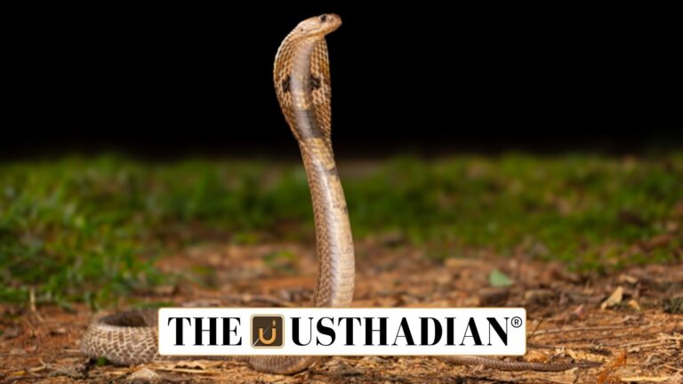 Naagam App for Ethical Snake Rescue in Tamil Nadu