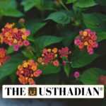 Lantana Threatens Himachal’s Forest Biodiversity