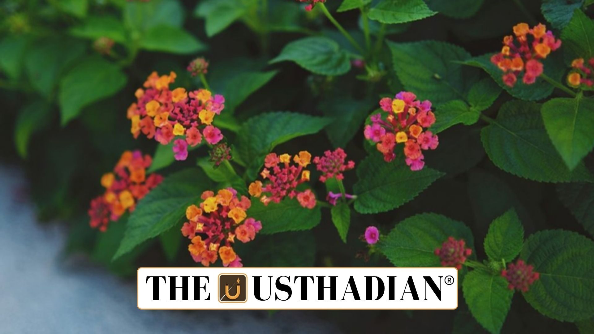 Lantana Threatens Himachal’s Forest Biodiversity
