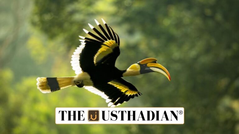 Tamil Nadu Unveils First Hornbill Conservation Hub in India