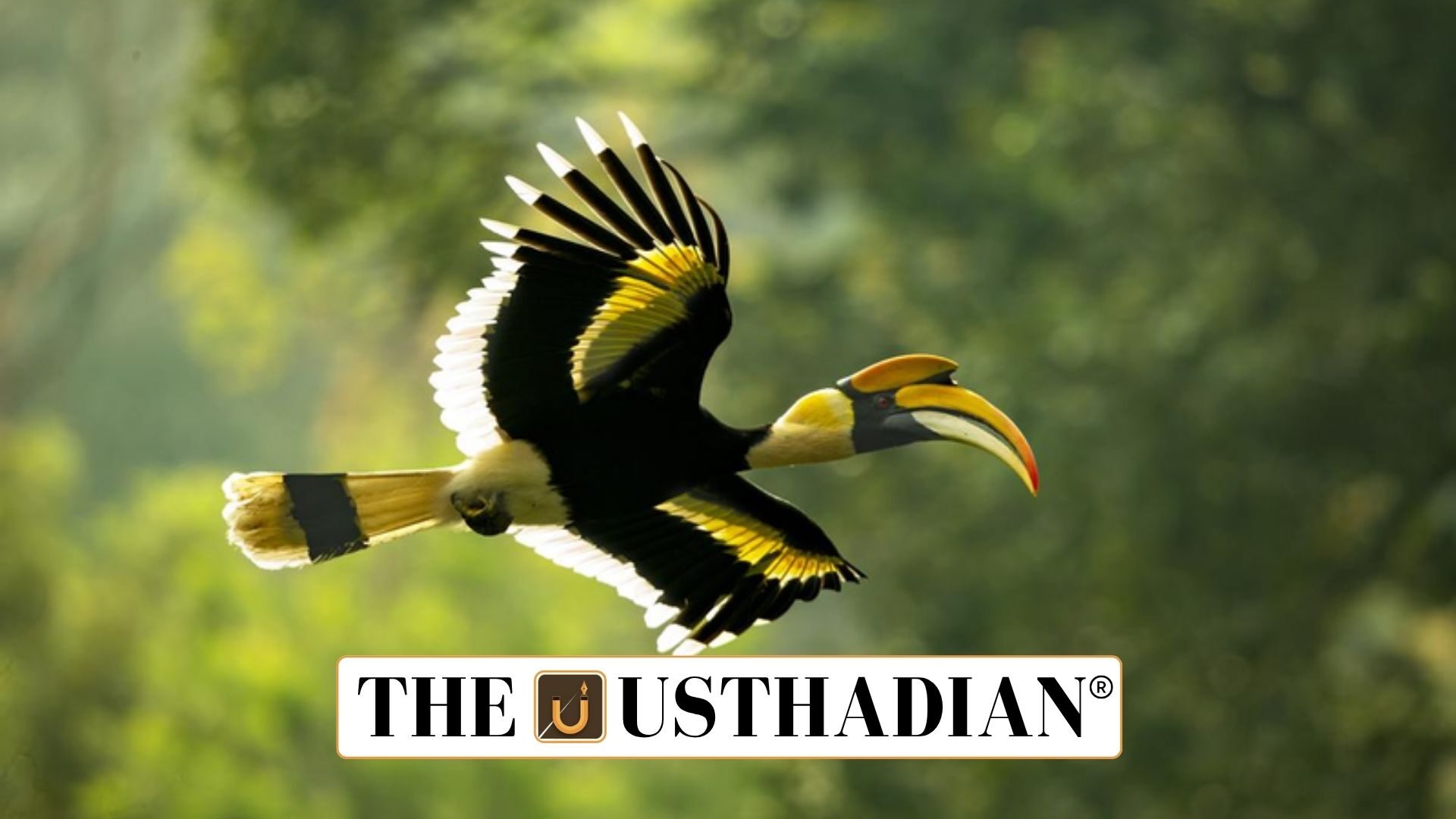 Tamil Nadu Unveils First Hornbill Conservation Hub in India