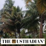 Smart Climate Sensors Combat Coconut Disease in Tamil Nadu