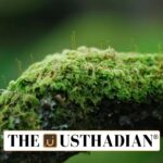 Unique Lichen Species Found in Western Ghats Expands India's Biodiversity Records