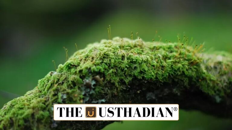 Unique Lichen Species Found in Western Ghats Expands India's Biodiversity Records